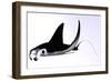 Manta Ray-null-Framed Premium Giclee Print