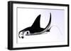 Manta Ray-null-Framed Premium Giclee Print