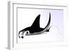 Manta Ray-null-Framed Premium Giclee Print