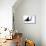 Manta Ray-null-Mounted Premium Giclee Print displayed on a wall