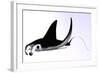 Manta Ray-null-Framed Art Print