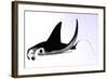 Manta Ray-null-Framed Art Print