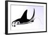 Manta Ray-null-Framed Art Print