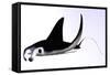 Manta Ray-null-Framed Stretched Canvas