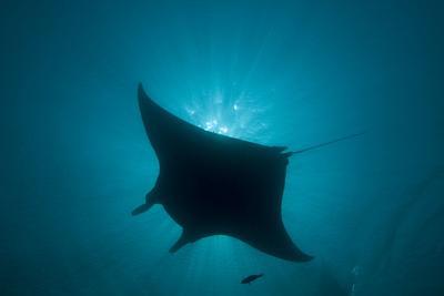 Manta Ray' Photographic Print | AllPosters.com