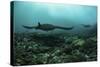 Manta Rays Swims Through a Current-Swept Channel in Indonesia-Stocktrek Images-Stretched Canvas