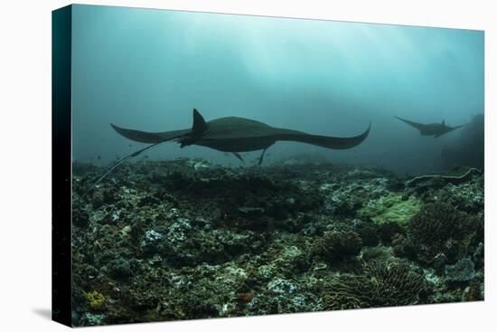 Manta Rays Swims Through a Current-Swept Channel in Indonesia-Stocktrek Images-Stretched Canvas