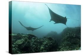 Manta Rays Swims Through a Current-Swept Channel in Indonesia-Stocktrek Images-Stretched Canvas