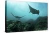 Manta Rays Swims Through a Current-Swept Channel in Indonesia-Stocktrek Images-Stretched Canvas