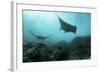 Manta Rays Swims Through a Current-Swept Channel in Indonesia-Stocktrek Images-Framed Photographic Print