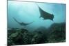 Manta Rays Swims Through a Current-Swept Channel in Indonesia-Stocktrek Images-Mounted Photographic Print