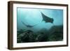 Manta Rays Swims Through a Current-Swept Channel in Indonesia-Stocktrek Images-Framed Photographic Print