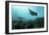 Manta Rays Swims Through a Current-Swept Channel in Indonesia-Stocktrek Images-Framed Photographic Print