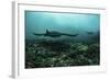 Manta Rays Swims Through a Current-Swept Channel in Indonesia-Stocktrek Images-Framed Photographic Print