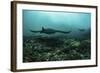 Manta Rays Swims Through a Current-Swept Channel in Indonesia-Stocktrek Images-Framed Photographic Print