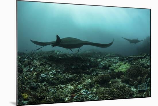 Manta Rays Swims Through a Current-Swept Channel in Indonesia-Stocktrek Images-Mounted Photographic Print