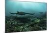 Manta Rays Swims Through a Current-Swept Channel in Indonesia-Stocktrek Images-Mounted Photographic Print