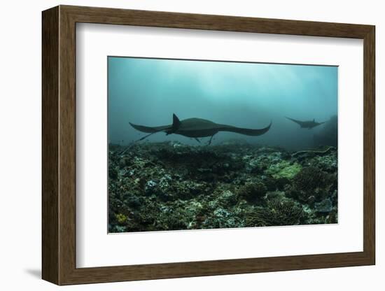 Manta Rays Swims Through a Current-Swept Channel in Indonesia-Stocktrek Images-Framed Photographic Print