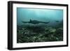 Manta Rays Swims Through a Current-Swept Channel in Indonesia-Stocktrek Images-Framed Photographic Print