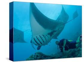 Manta Rays with Diver, Yap Island, Caroline Islands, Micronesia-Amos Nachoum-Stretched Canvas