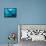 Manta Rays with Diver, Yap Island, Caroline Islands, Micronesia-Amos Nachoum-Framed Stretched Canvas displayed on a wall