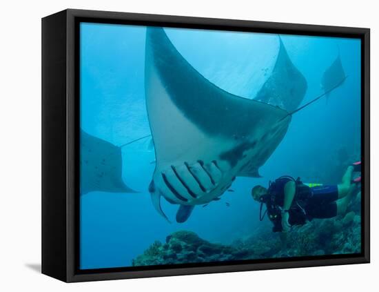 Manta Rays with Diver, Yap Island, Caroline Islands, Micronesia-Amos Nachoum-Framed Stretched Canvas