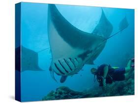 Manta Rays with Diver, Yap Island, Caroline Islands, Micronesia-Amos Nachoum-Stretched Canvas