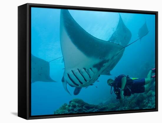 Manta Rays with Diver, Yap Island, Caroline Islands, Micronesia-Amos Nachoum-Framed Stretched Canvas