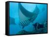 Manta Rays with Diver, Yap Island, Caroline Islands, Micronesia-Amos Nachoum-Framed Stretched Canvas