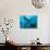 Manta Rays with Diver, Yap Island, Caroline Islands, Micronesia-Amos Nachoum-Stretched Canvas displayed on a wall