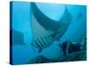 Manta Rays with Diver, Yap Island, Caroline Islands, Micronesia-Amos Nachoum-Stretched Canvas