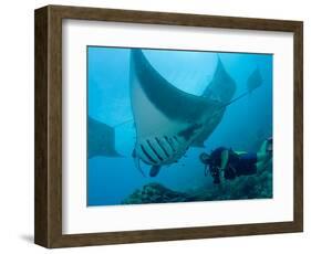 Manta Rays with Diver, Yap Island, Caroline Islands, Micronesia-Amos Nachoum-Framed Photographic Print