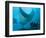 Manta Rays with Diver, Yap Island, Caroline Islands, Micronesia-Amos Nachoum-Framed Photographic Print