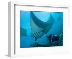 Manta Rays with Diver, Yap Island, Caroline Islands, Micronesia-Amos Nachoum-Framed Photographic Print