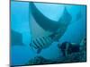 Manta Rays with Diver, Yap Island, Caroline Islands, Micronesia-Amos Nachoum-Mounted Photographic Print