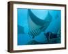 Manta Rays with Diver, Yap Island, Caroline Islands, Micronesia-Amos Nachoum-Framed Photographic Print