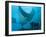 Manta Rays with Diver, Yap Island, Caroline Islands, Micronesia-Amos Nachoum-Framed Photographic Print