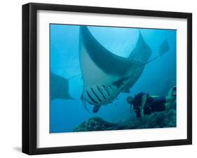 Manta Rays with Diver, Yap Island, Caroline Islands, Micronesia-Amos Nachoum-Framed Photographic Print