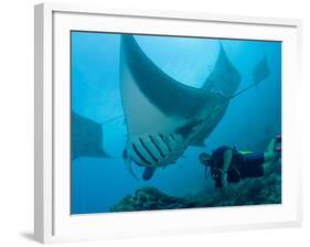 Manta Rays with Diver, Yap Island, Caroline Islands, Micronesia-Amos Nachoum-Framed Photographic Print