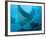 Manta Rays with Diver, Yap Island, Caroline Islands, Micronesia-Amos Nachoum-Framed Photographic Print