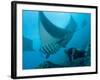 Manta Rays with Diver, Yap Island, Caroline Islands, Micronesia-Amos Nachoum-Framed Photographic Print