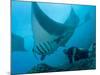 Manta Rays with Diver, Yap Island, Caroline Islands, Micronesia-Amos Nachoum-Mounted Photographic Print