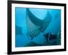 Manta Rays with Diver, Yap Island, Caroline Islands, Micronesia-Amos Nachoum-Framed Photographic Print