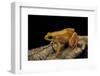 Mantella Aurantiaca (Golden Mantella)-Paul Starosta-Framed Premium Photographic Print