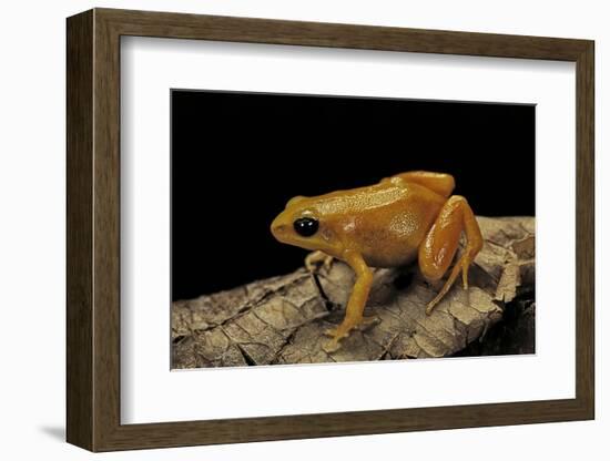 Mantella Aurantiaca (Golden Mantella)-Paul Starosta-Framed Photographic Print