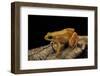 Mantella Aurantiaca (Golden Mantella)-Paul Starosta-Framed Photographic Print