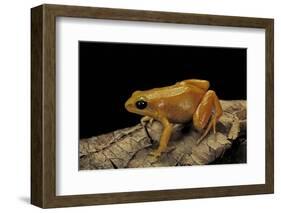 Mantella Aurantiaca (Golden Mantella)-Paul Starosta-Framed Photographic Print