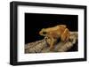 Mantella Aurantiaca (Golden Mantella)-Paul Starosta-Framed Photographic Print