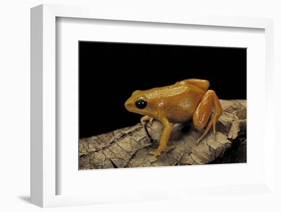 Mantella Aurantiaca (Golden Mantella)-Paul Starosta-Framed Photographic Print