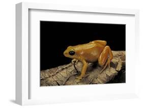 Mantella Aurantiaca (Golden Mantella)-Paul Starosta-Framed Photographic Print